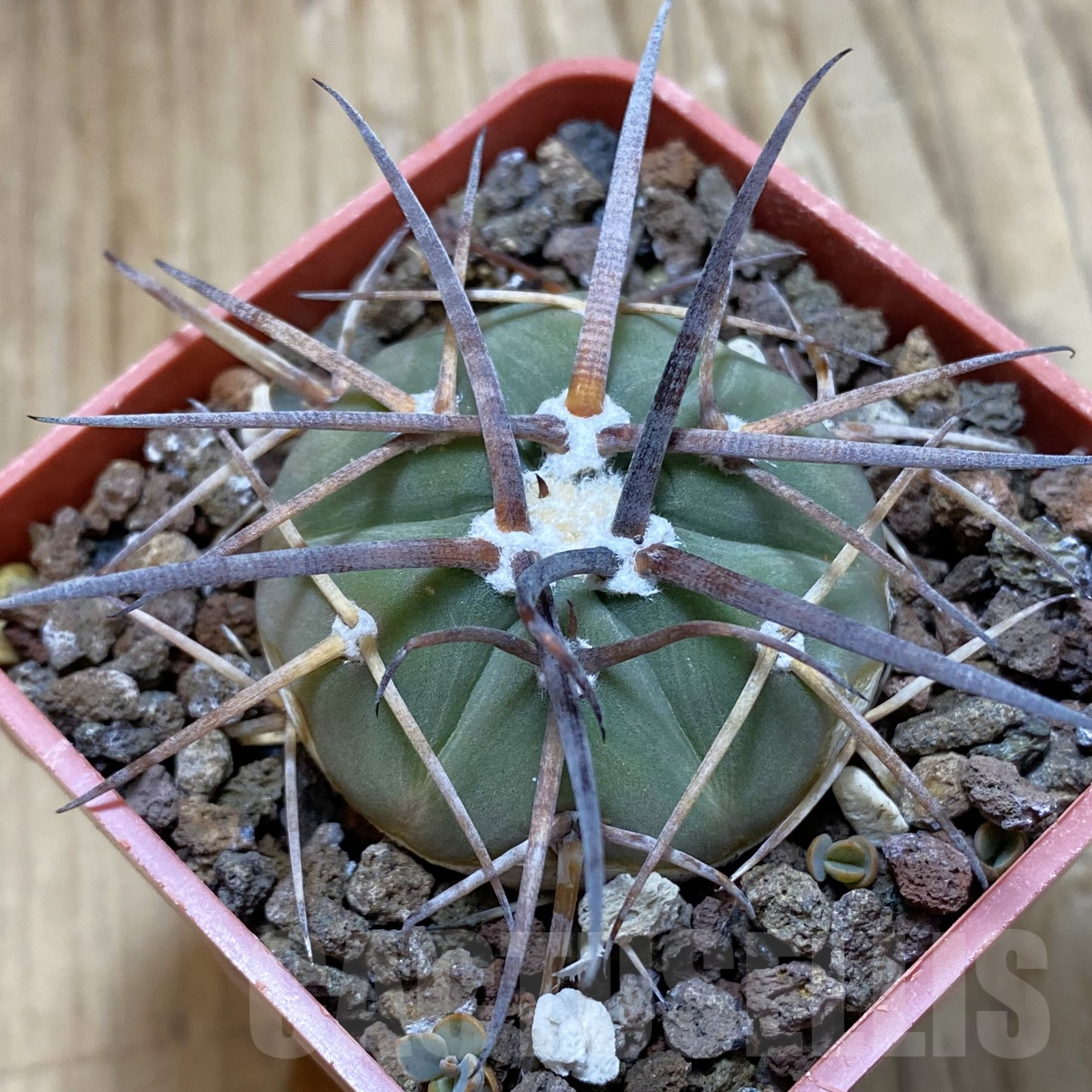 SH15980 Gymnocalycium armatum JO 1656