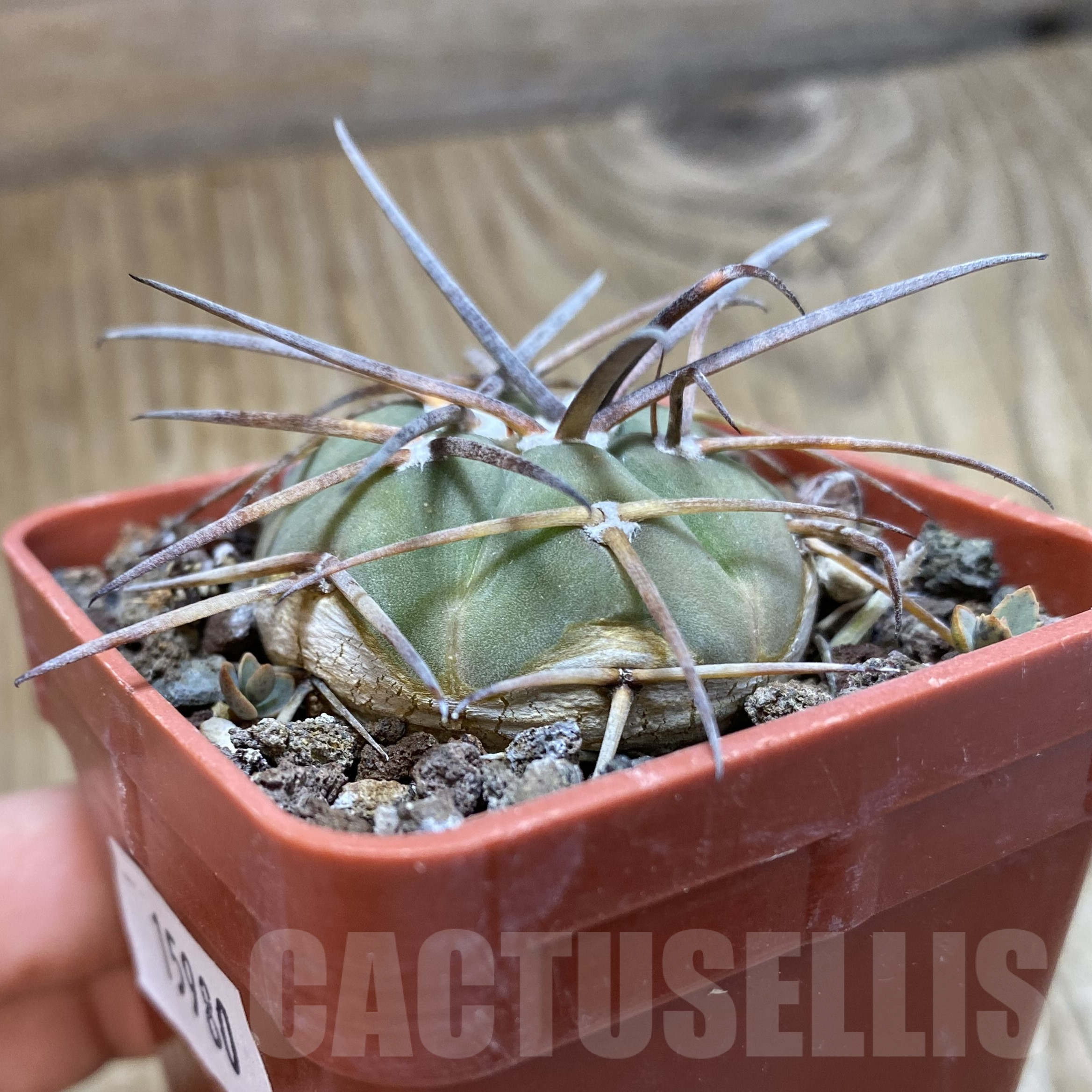 SH15980 Gymnocalycium armatum JO 1656 - Image 2