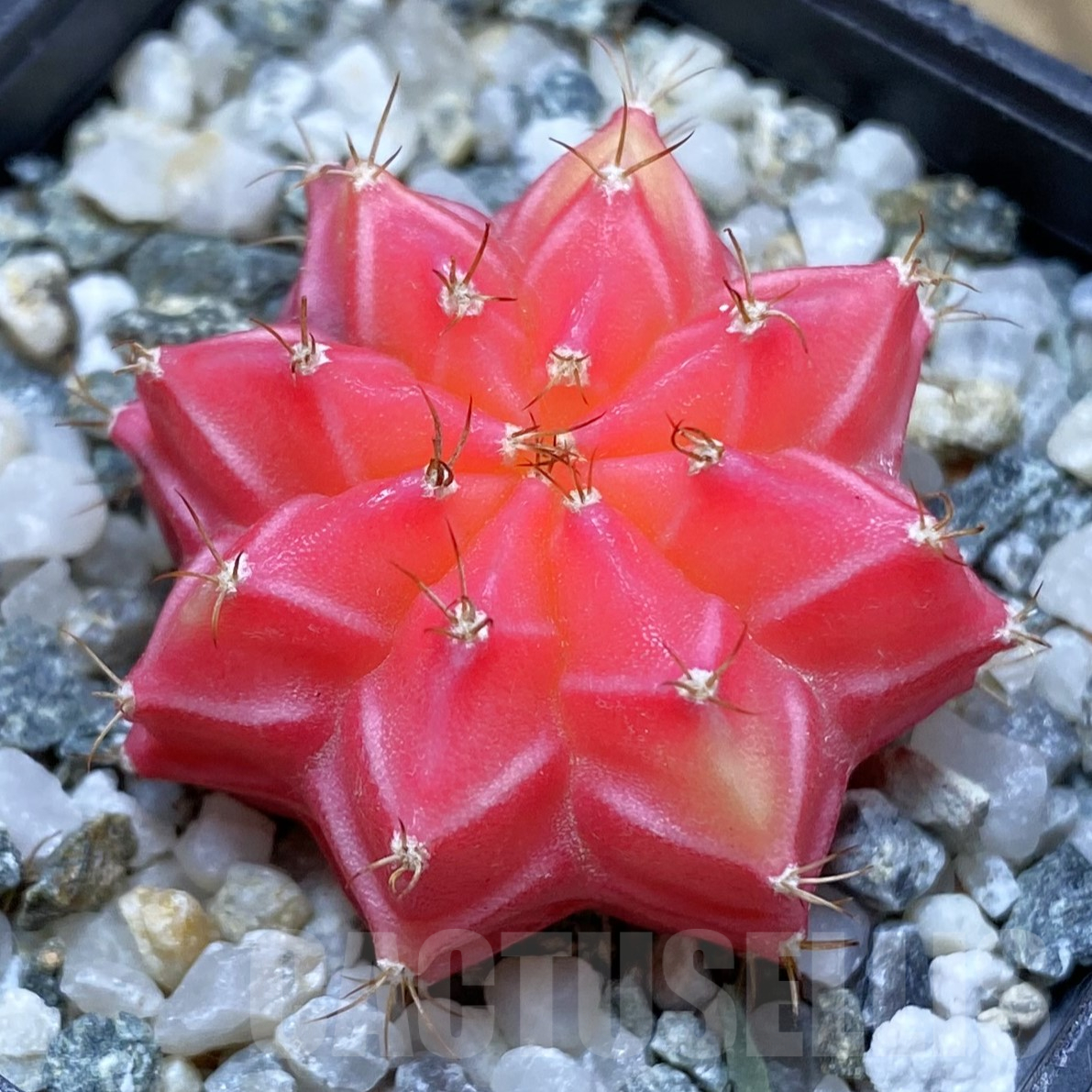 SH15985 Gymnocalycium mihanovichii f. variegata