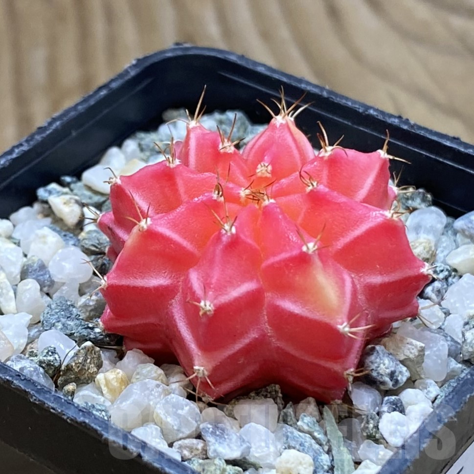 SH15985 Gymnocalycium mihanovichii f. variegata - Image 2