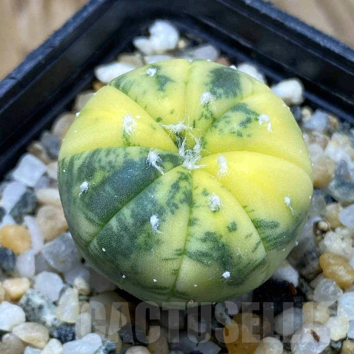 SH15987 Astrophytum asterias f. variegata