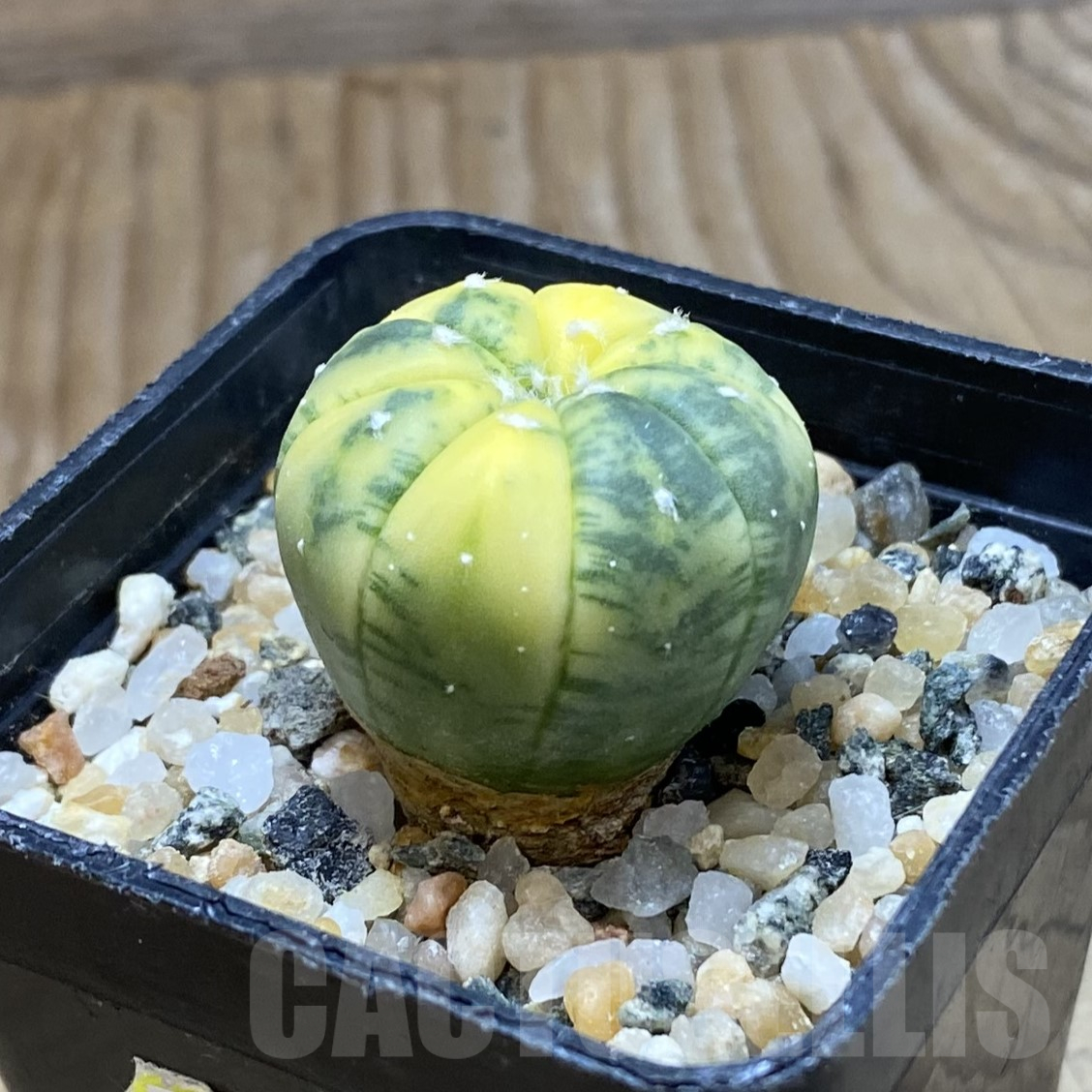 SH15987 Astrophytum asterias f. variegata - Image 2