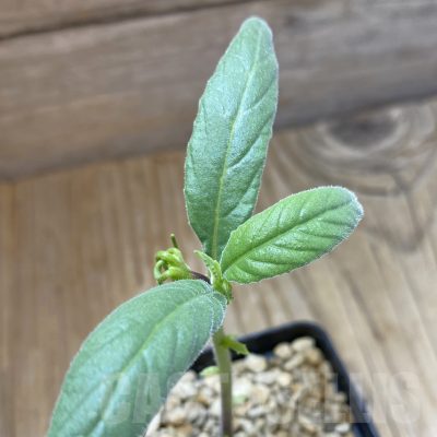 SH15996 Dorstenia psilurus ES22577 -Kipili, Tanzania-