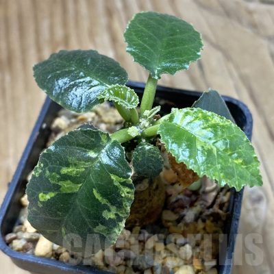 SH15997 Dorstenia hybrid f. variegata