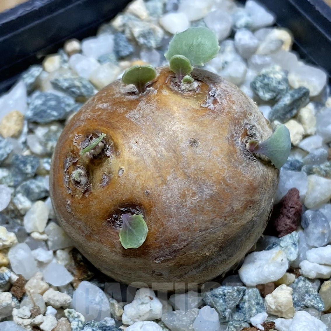 SH15998 Othonna cacalioides