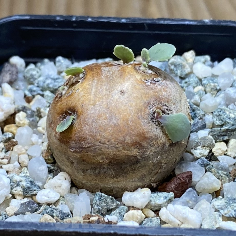 SH15998 Othonna cacalioides - Image 2