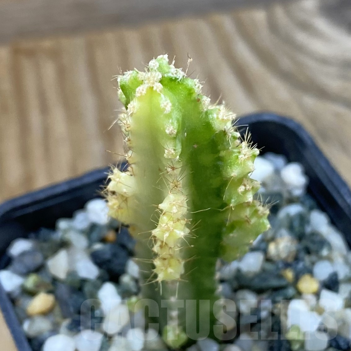 SH16001 Cereus tetragonus f. variegata