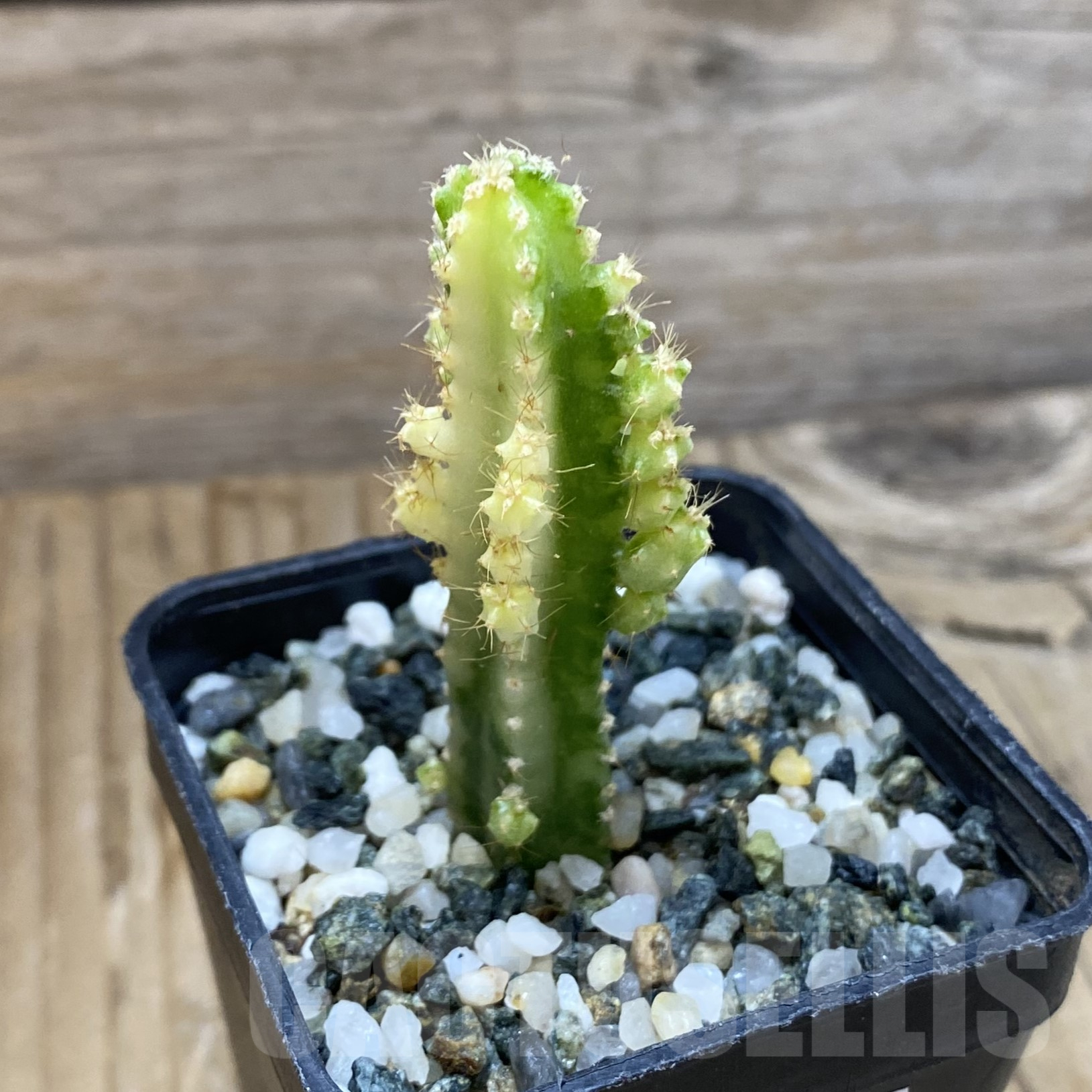 SH16001 Cereus tetragonus f. variegata - Image 2