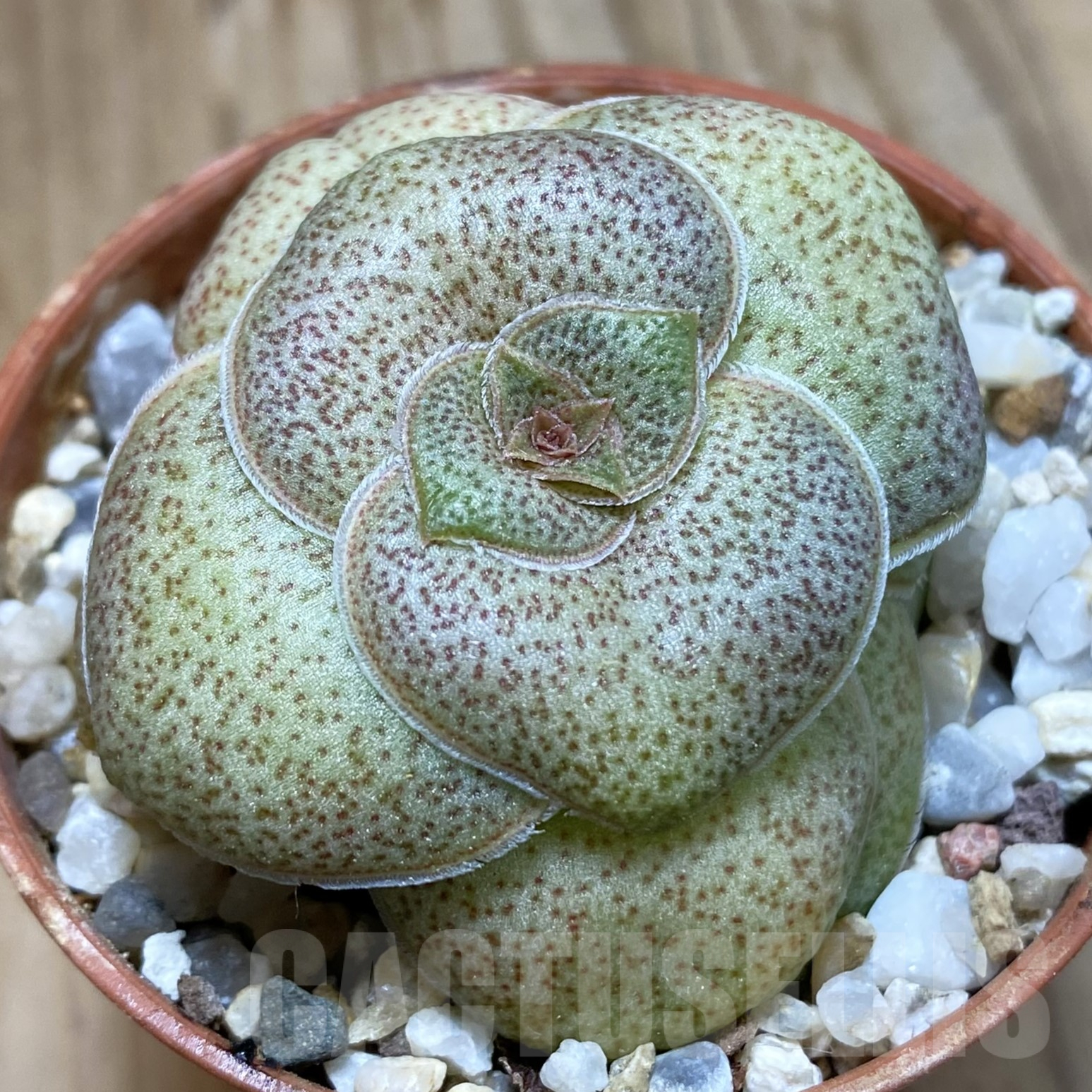 SH16004 Crassula hemisphaerica