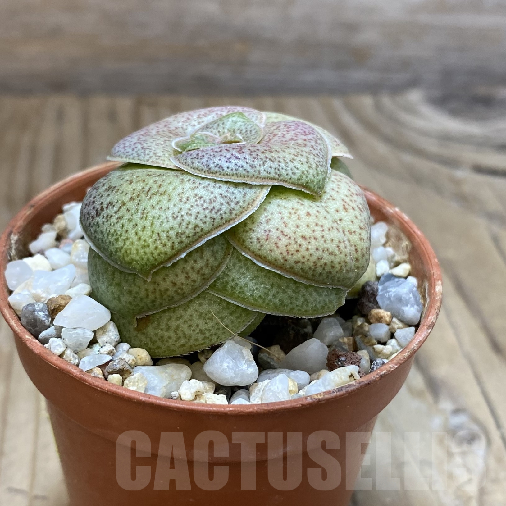 SH16004 Crassula hemisphaerica - Image 2
