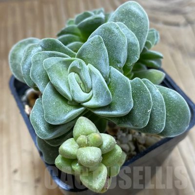 SH16005 Crassula 'Coralita'