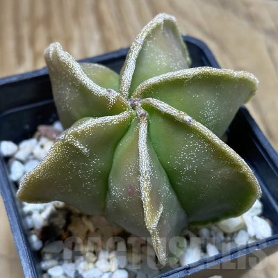 SH16010 Astrophytum myriostigma v. multicostatum