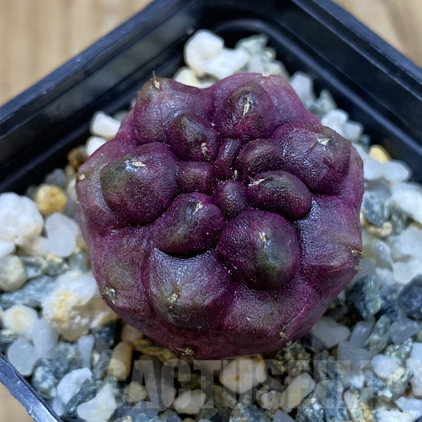SH16014 Gymnocalycium mihanovichii ‘Day Dream’, seedling