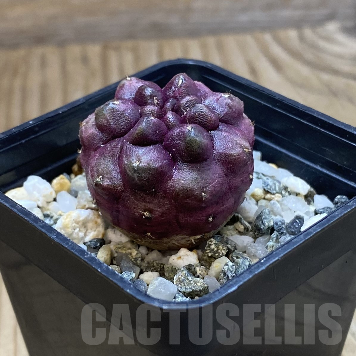 SH16014 Gymnocalycium mihanovichii ‘Day Dream’, seedling - Image 2