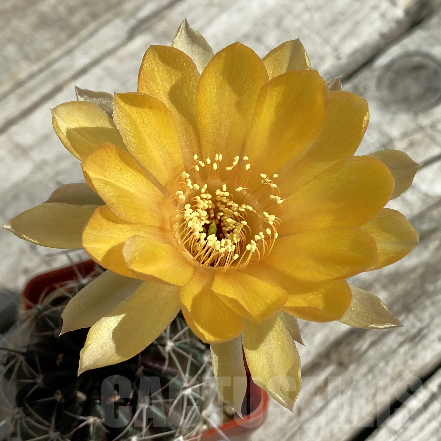 SH16012 Lobivia ferox hybrid, 2 plants