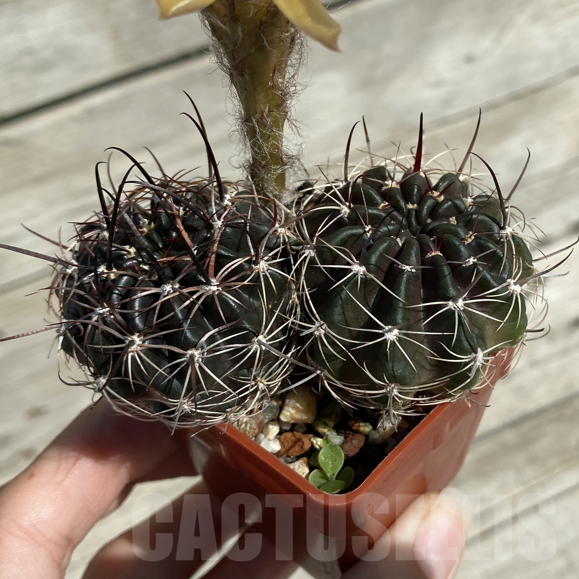 SH16012 Lobivia ferox hybrid, 2 plants - Image 2