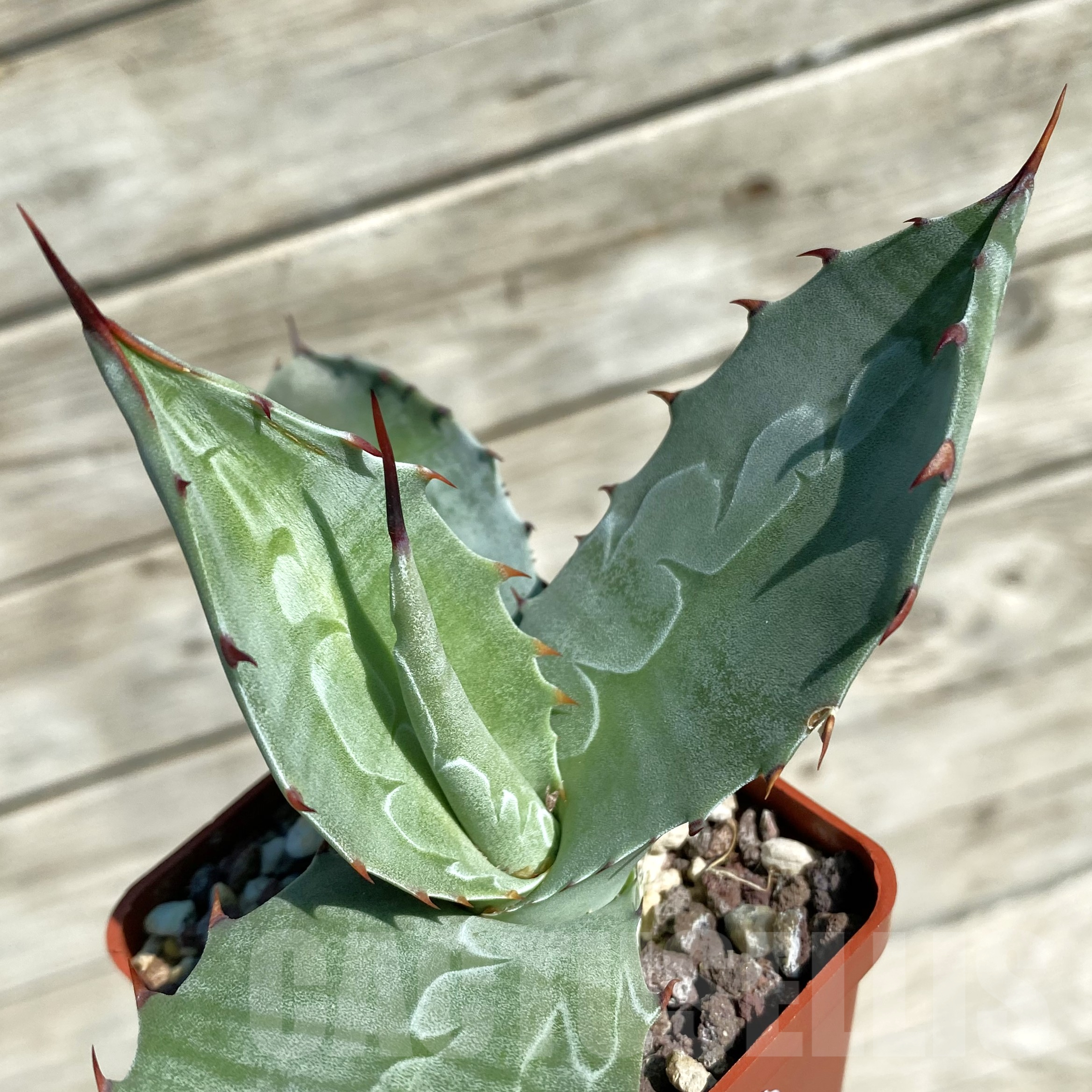 SH16021 Agave parrasana