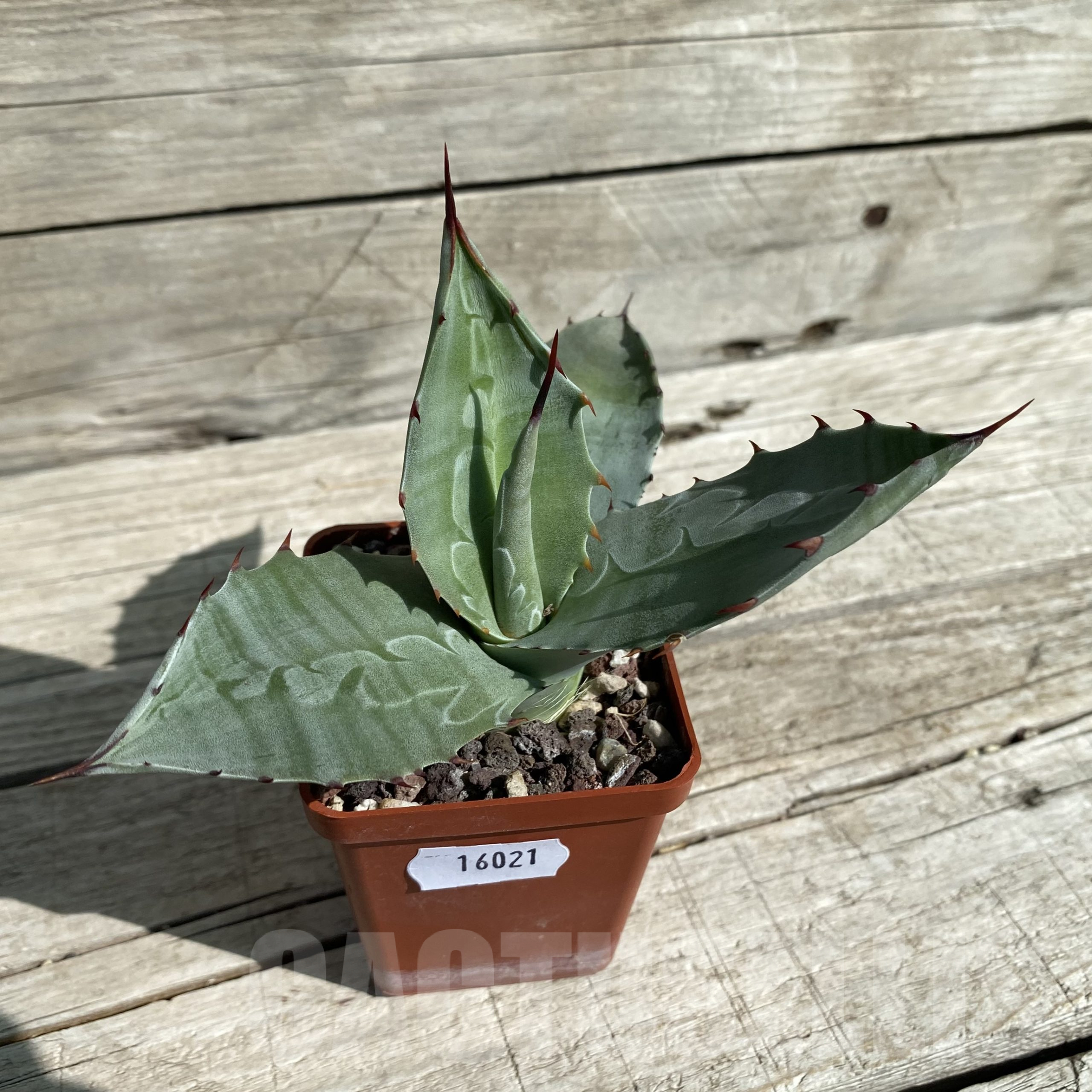 SH16021 Agave parrasana - Image 2