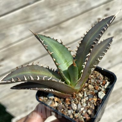 SH16025 Agave titanota „Red Catweazle“