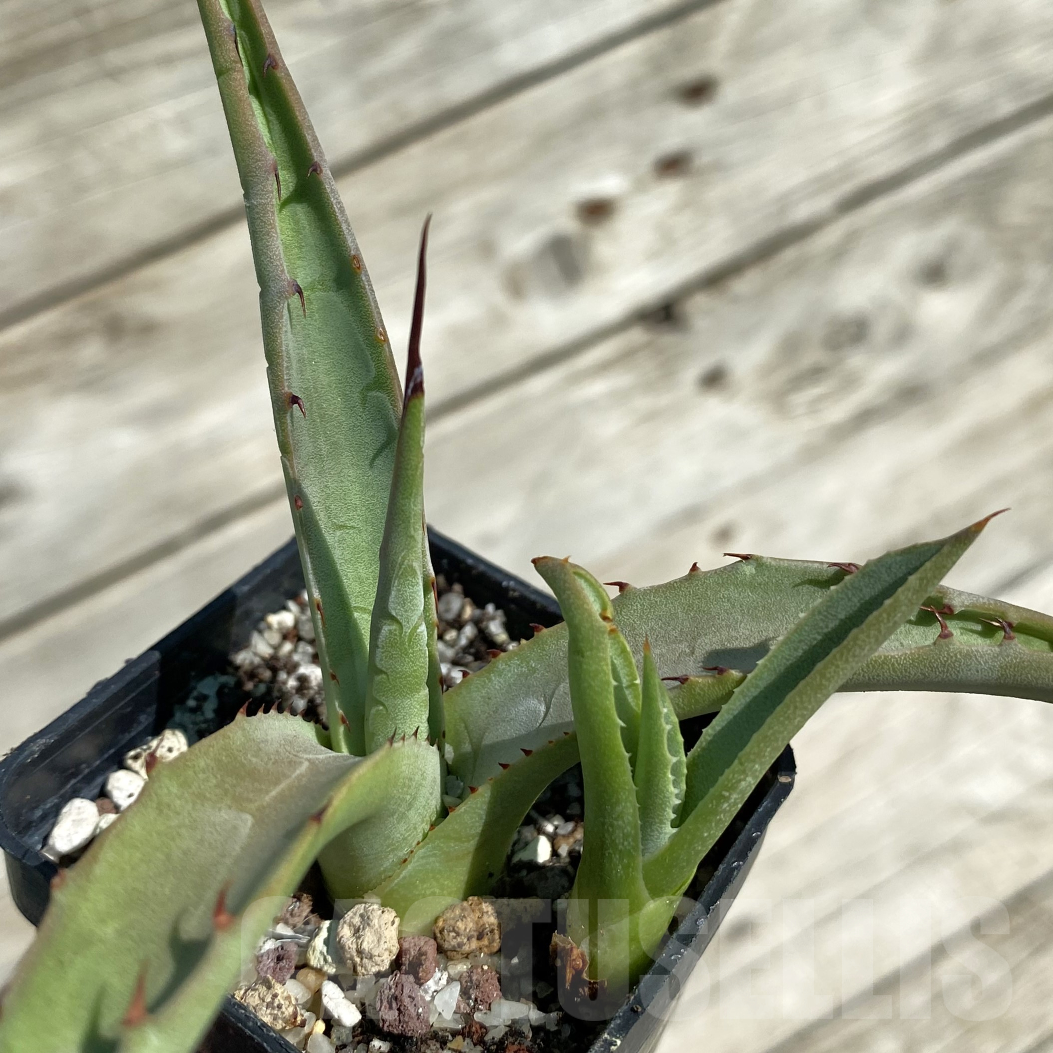 SH16028 Agave subsimplex