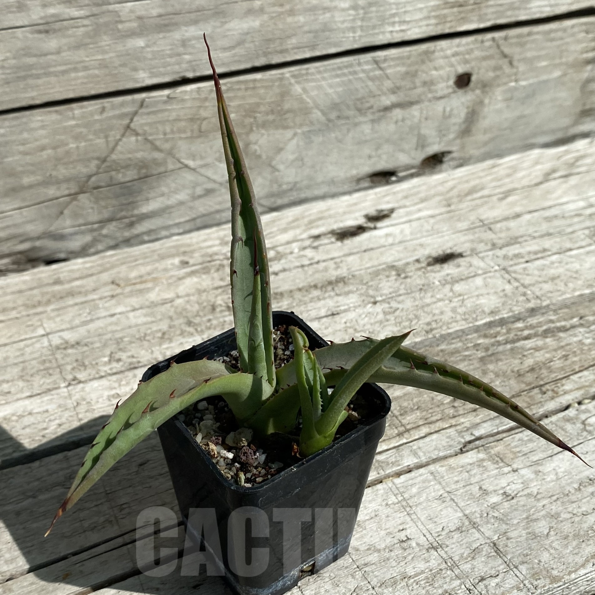 SH16028 Agave subsimplex - Image 2