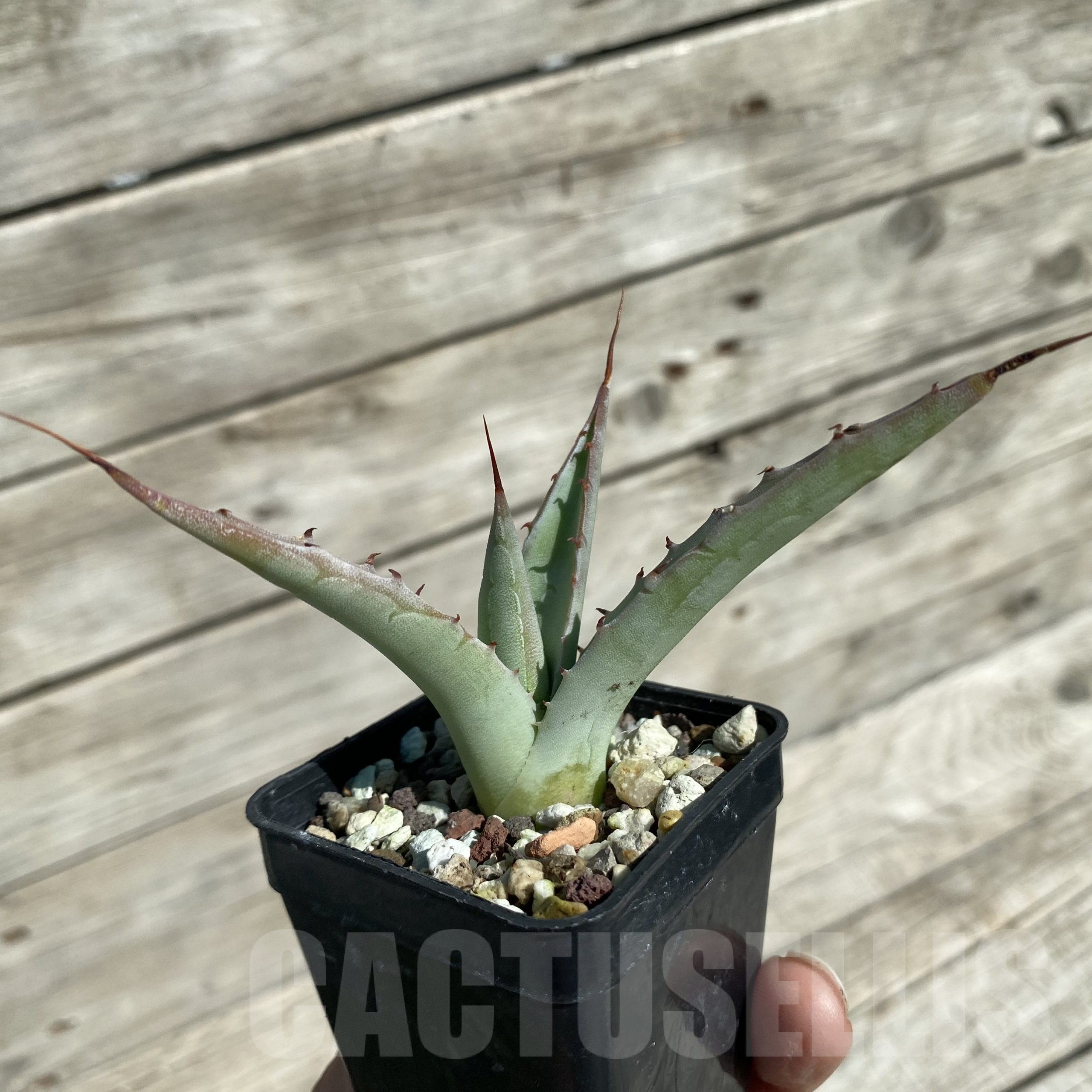 SH16029 Agave subsimplex - Image 2