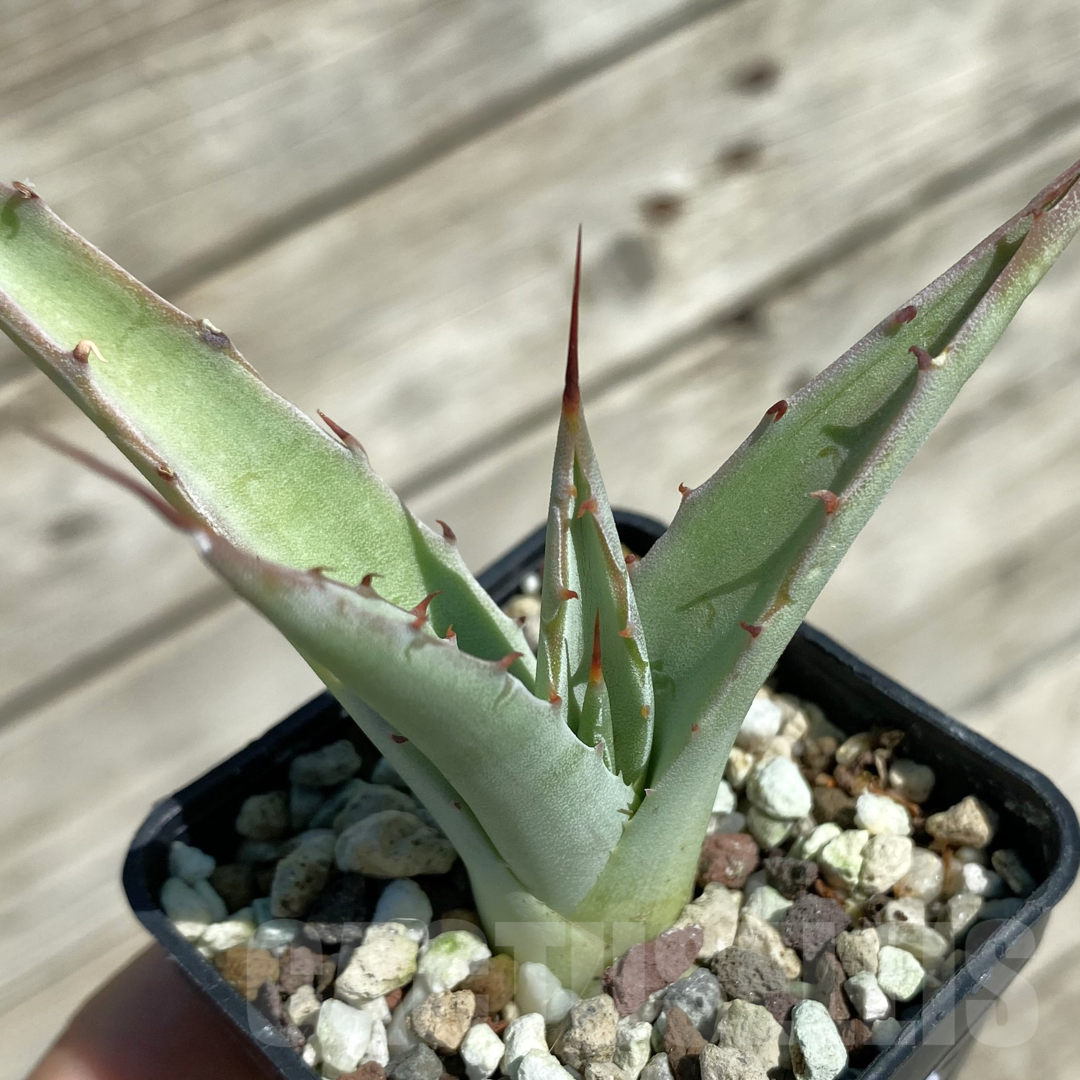 SH16029 Agave subsimplex