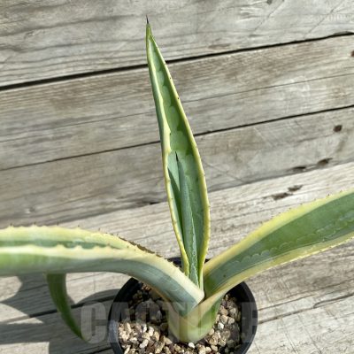 SH16030 Agave aff. americana f. variegata