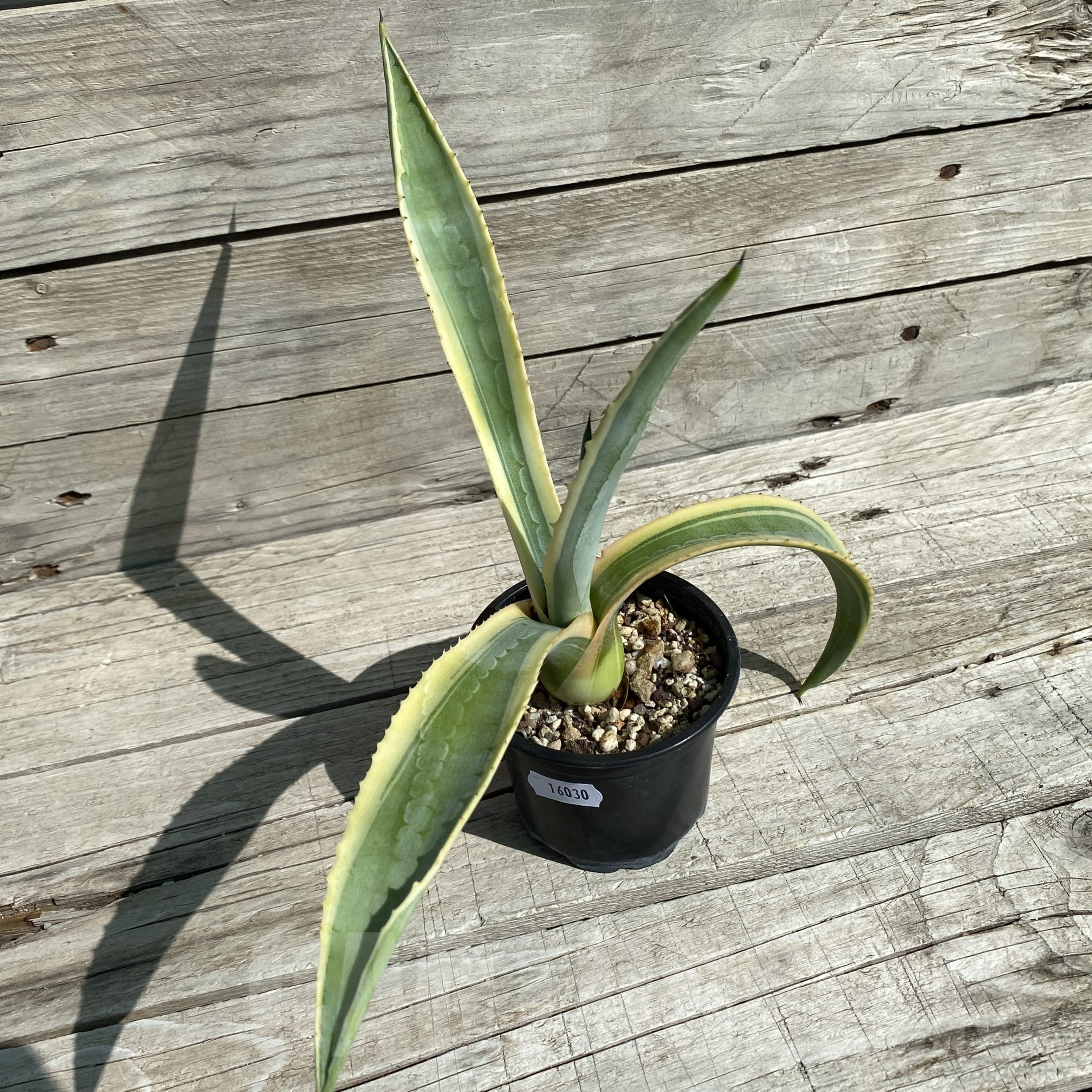 SH16030 Agave aff. americana f. variegata - Image 2