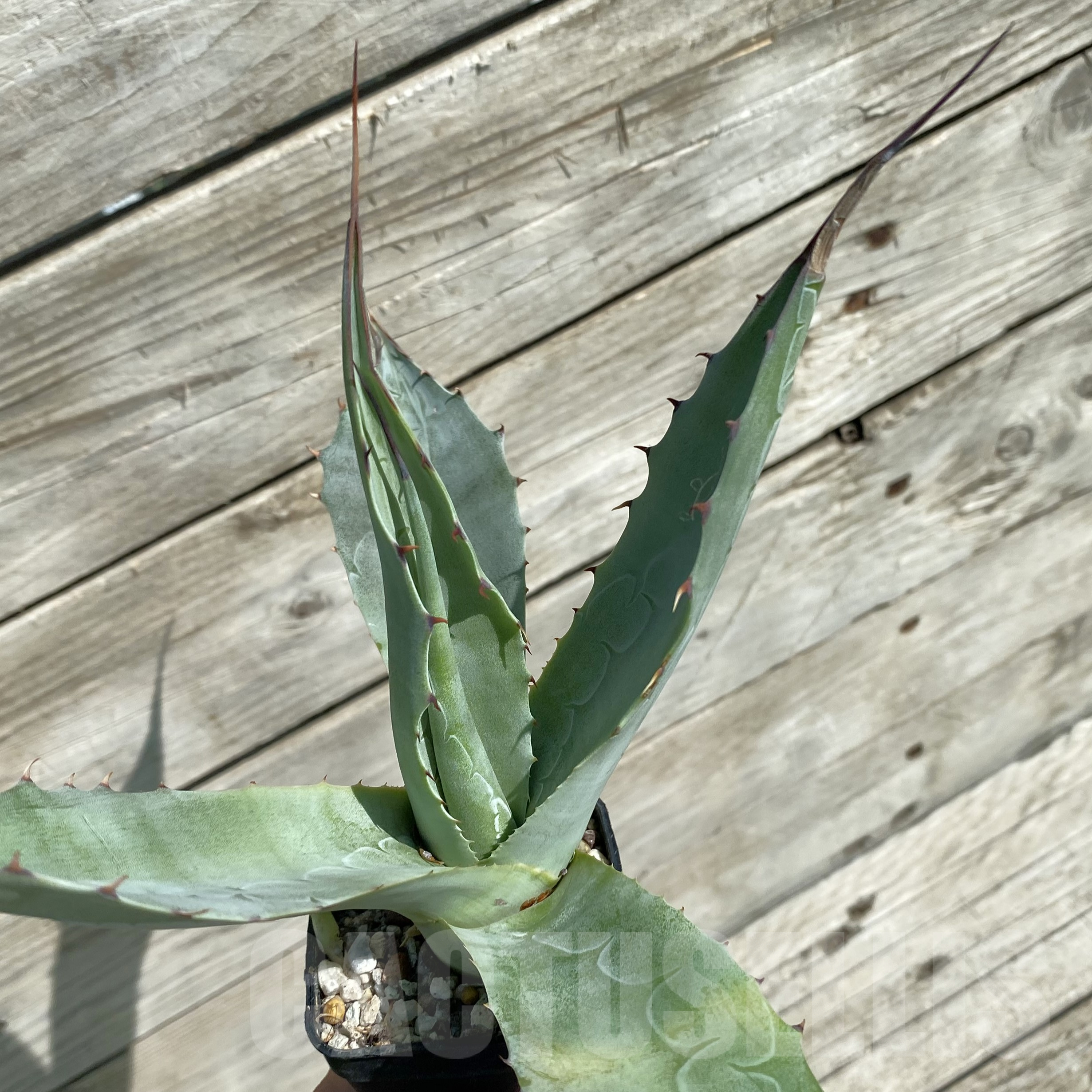 SH16034 Agave parrasana 'Triumphant' - Image 2