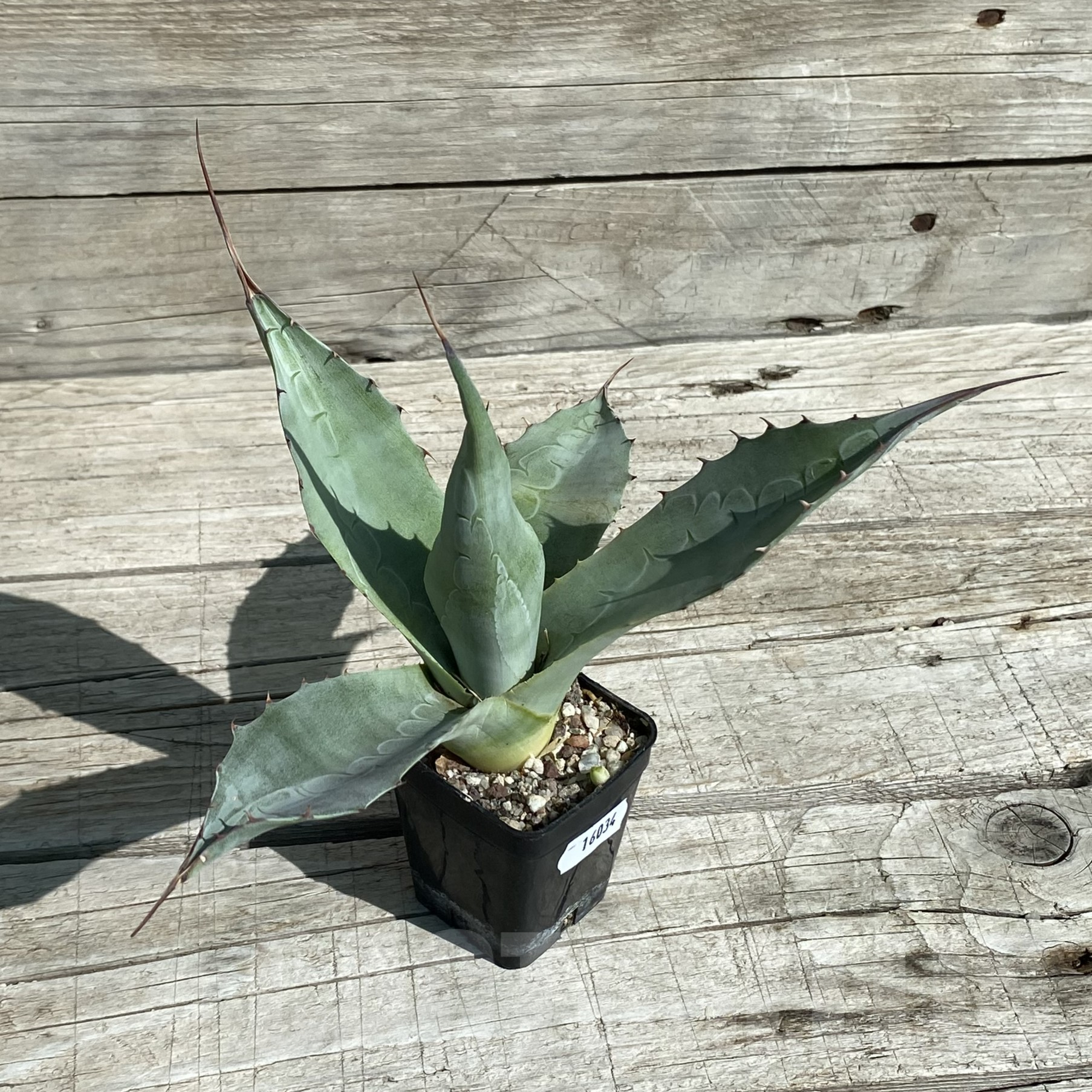 SH16034 Agave parrasana 'Triumphant' - Image 3