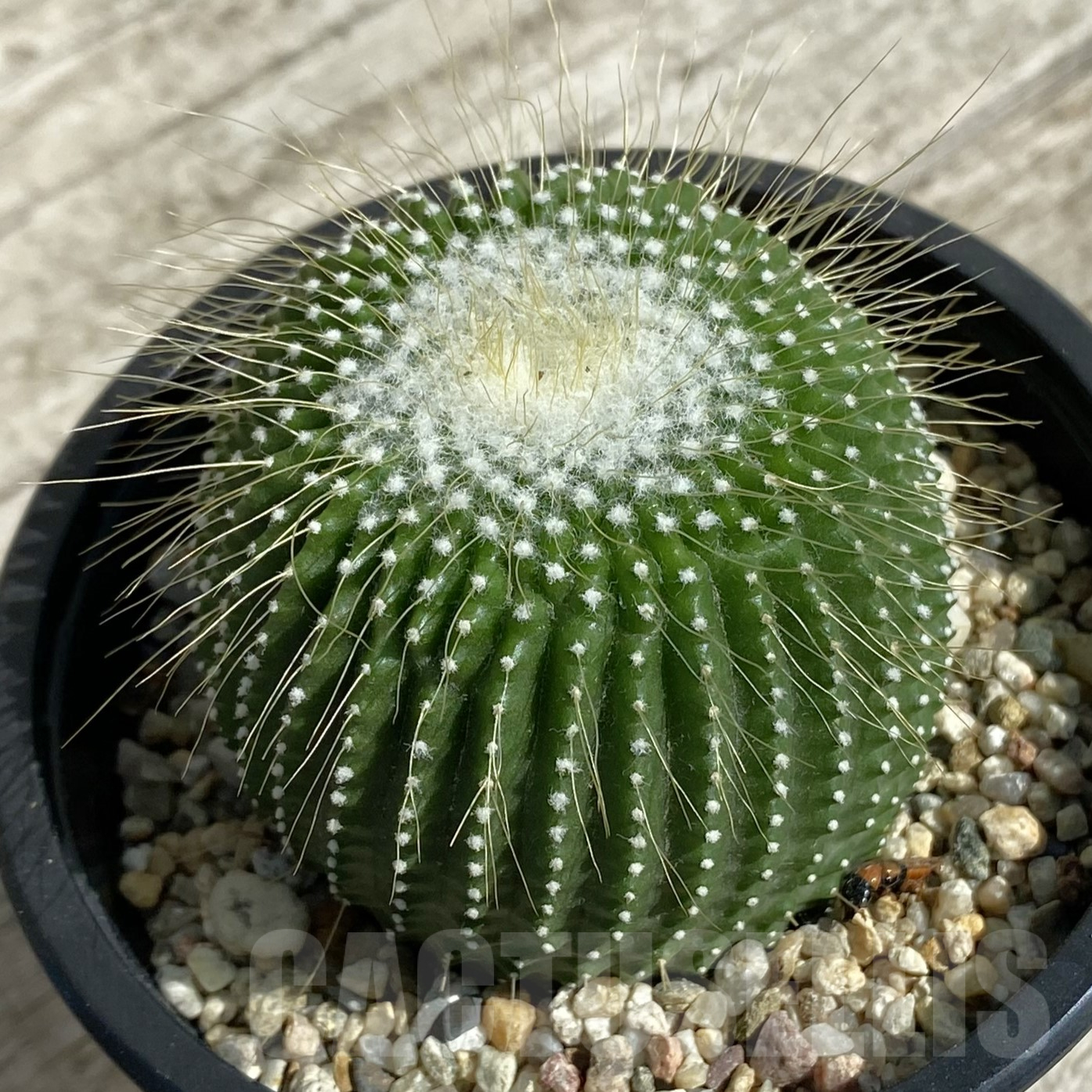 SH16039 Notocactus leninghausii ‘inermis’