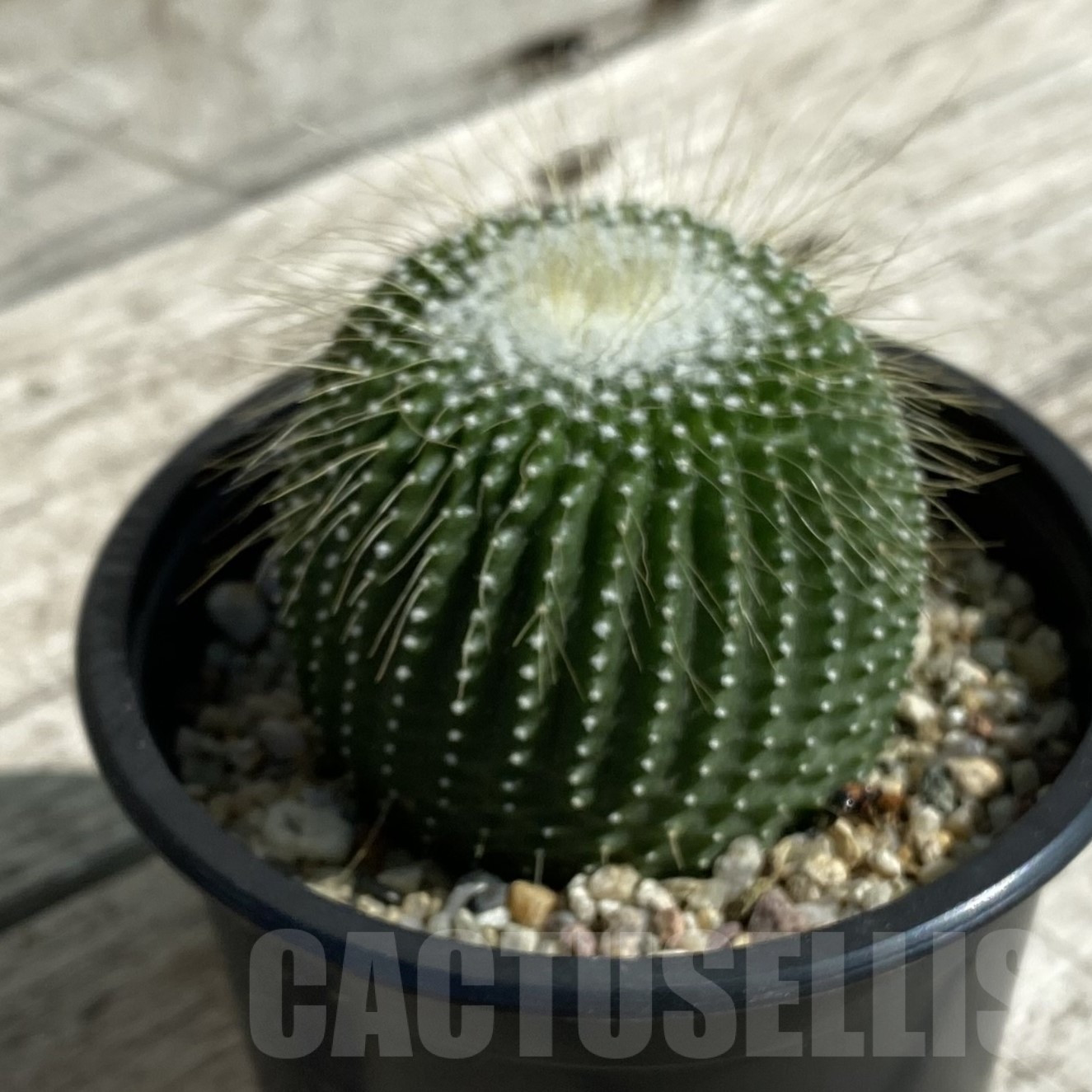 SH16039 Notocactus leninghausii ‘inermis’ - Image 2