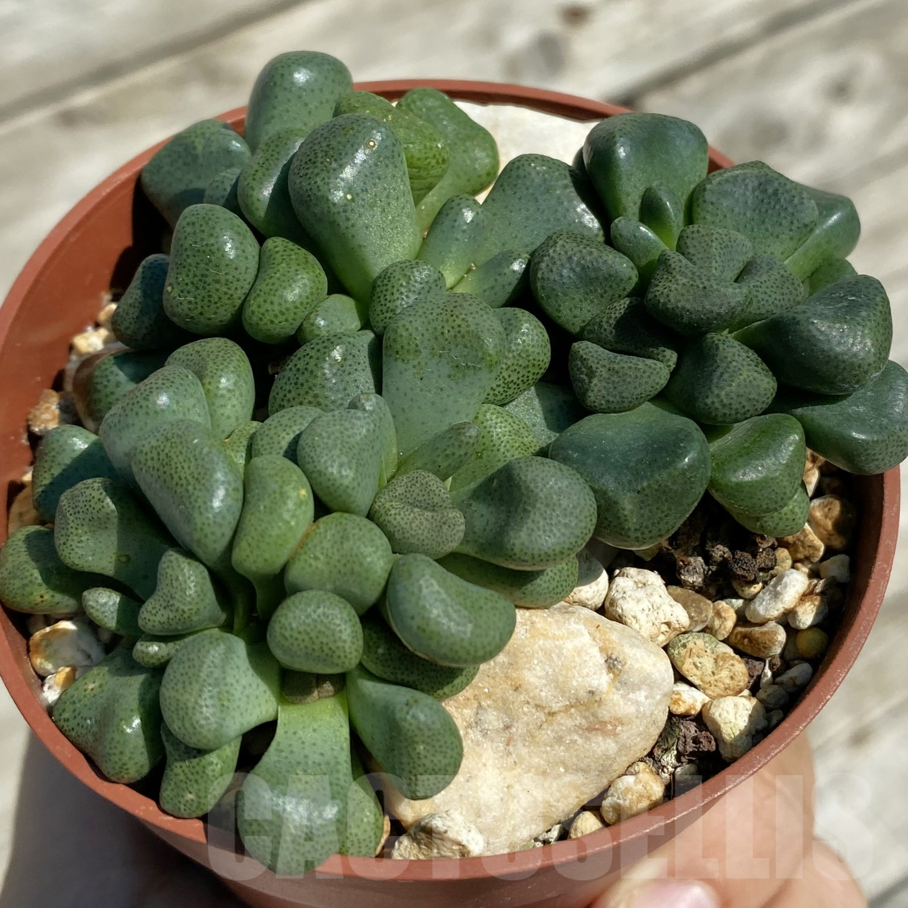 SH16042 Aloinopsis schooneesii, seedling - Image 2