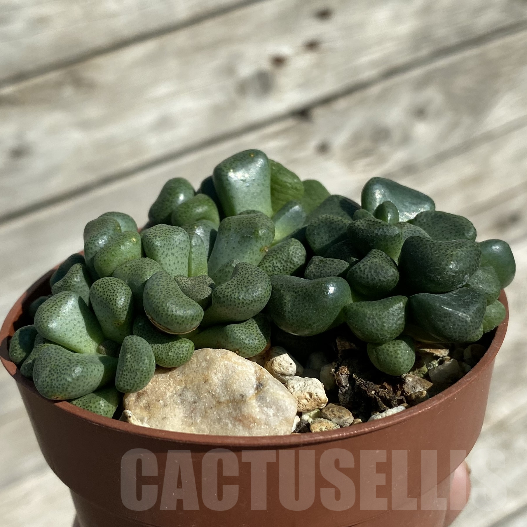 SH16042 Aloinopsis schooneesii, seedling - Image 3