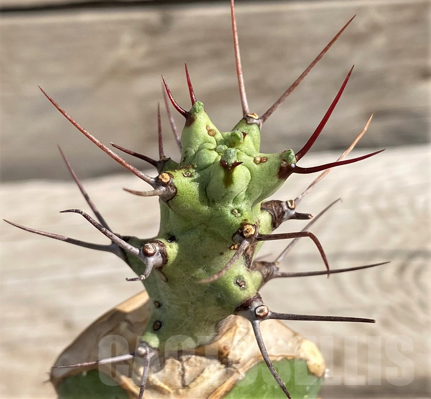 SH6114 Euphorbia atrox, grafted