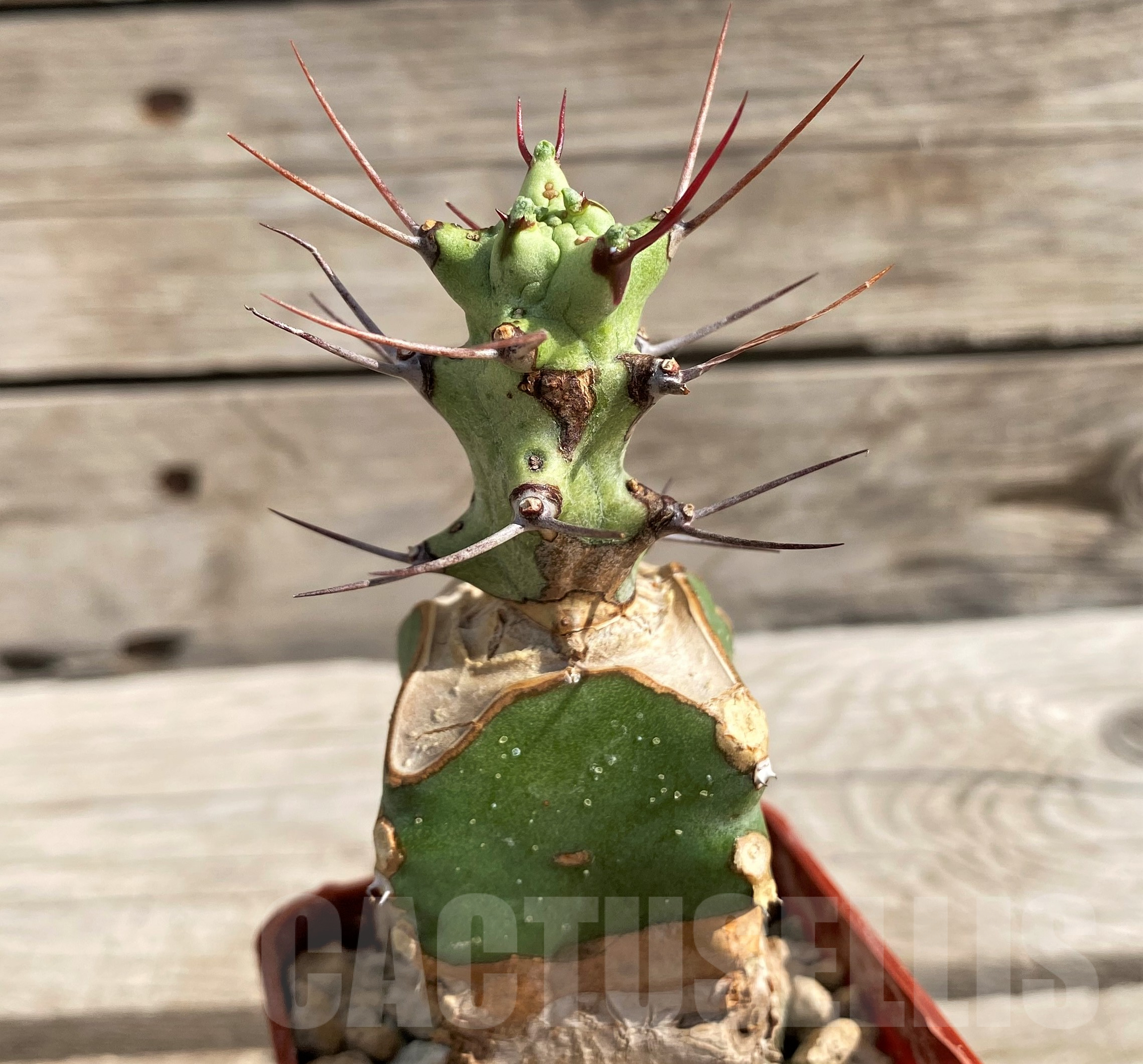 SH6114 Euphorbia atrox, grafted - Image 2