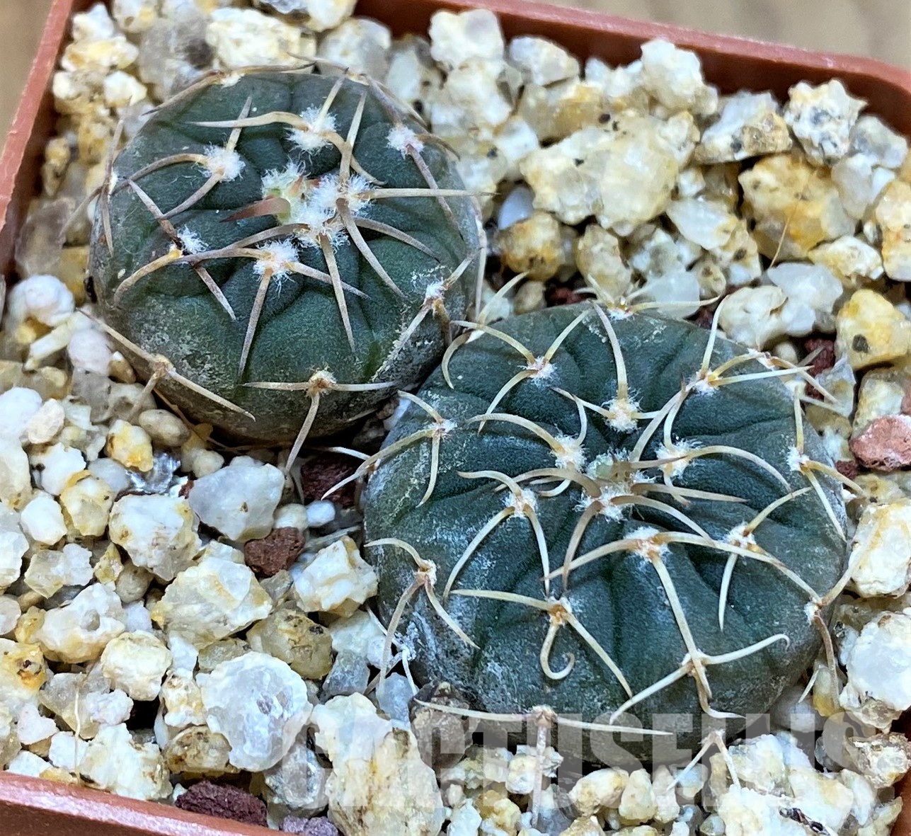 YAR27986 Gymnocalycium paucispinum selection, 2plants - Image 2