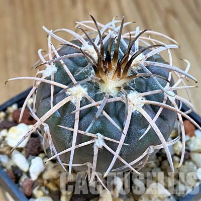 YAR26083 Gymnocalycium spegazzinii v. major x unguispinum, grafted