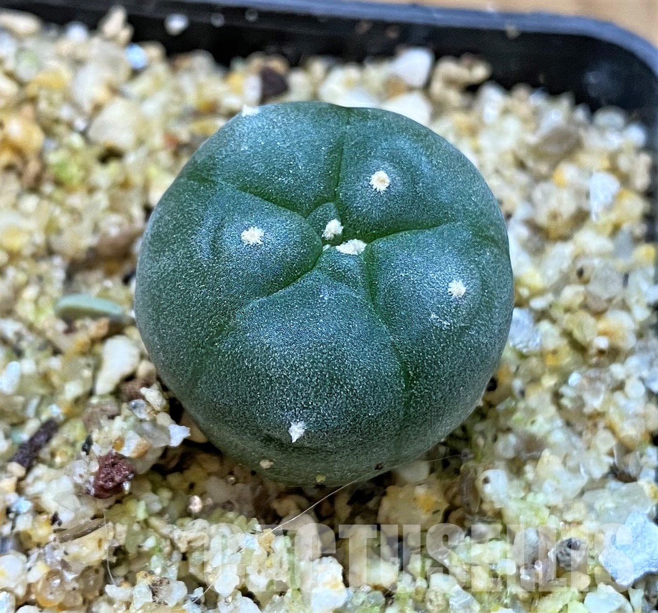 YAR24301 Anhalonium viridescens MZ1199, seedling - Image 2