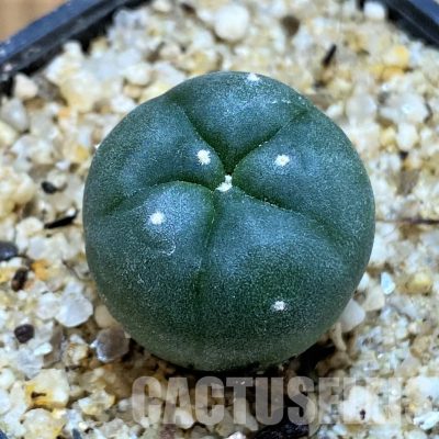 YAR24302 Anhalonium viridescens MZ1199, seedling