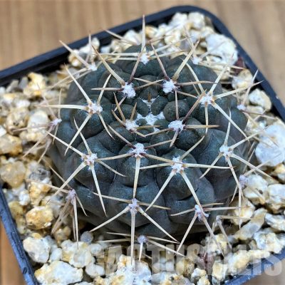 YAR22465 Gymnocalycium borthii WP 67-255