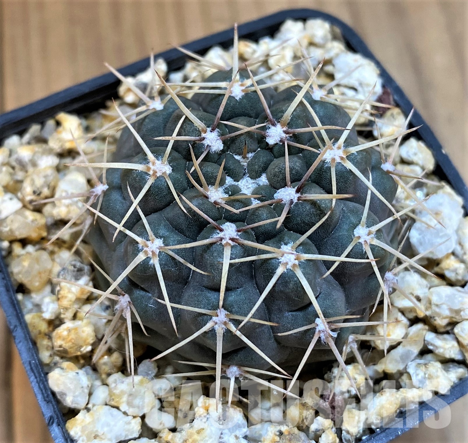 YAR22465 Gymnocalycium borthii WP 67-255