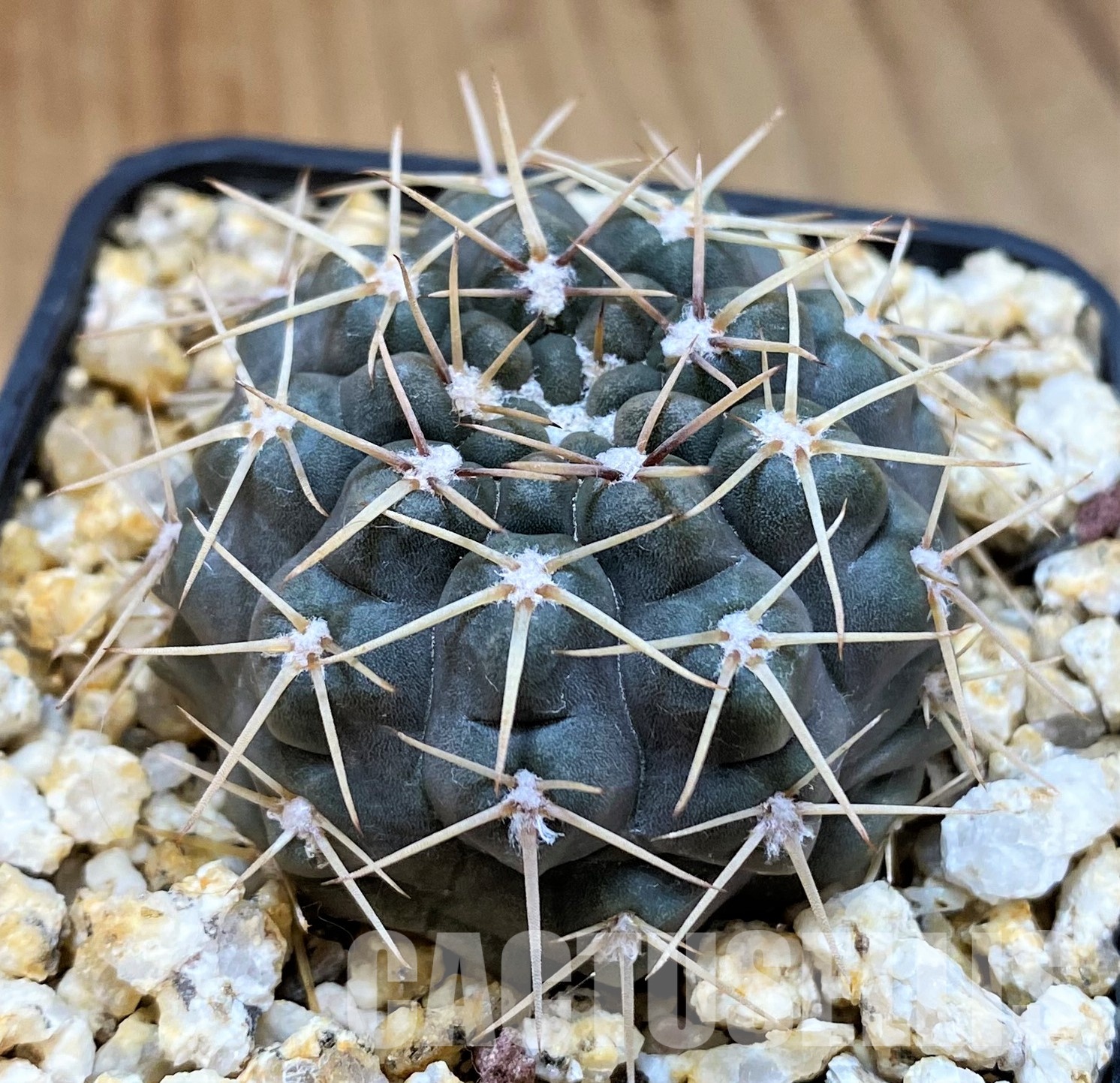 YAR22465 Gymnocalycium borthii WP 67-255 - Image 2