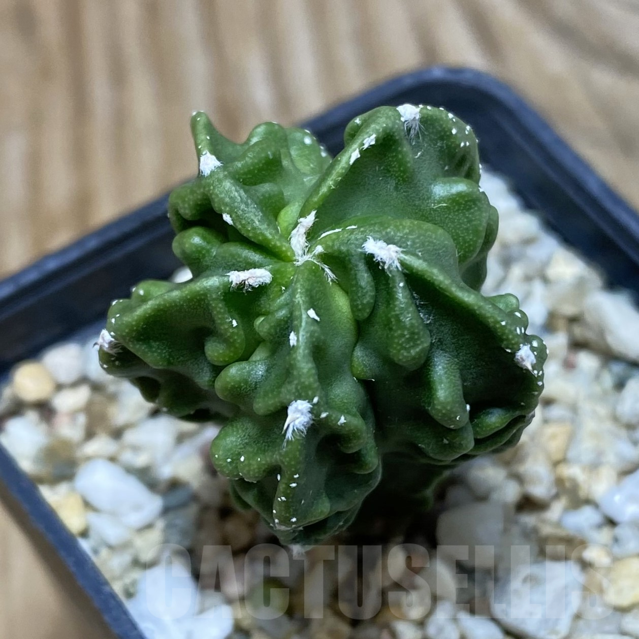 SH16196 Astrophytum myriostigma ‘Fukuryu’