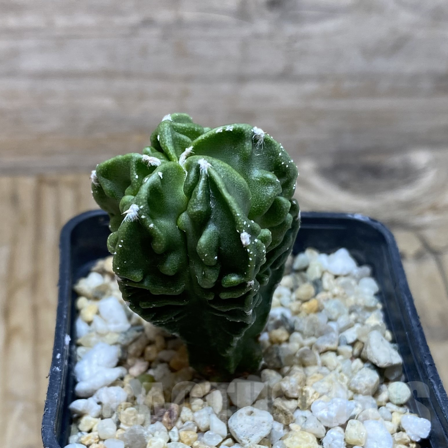 SH16196 Astrophytum myriostigma ‘Fukuryu’ - Image 2