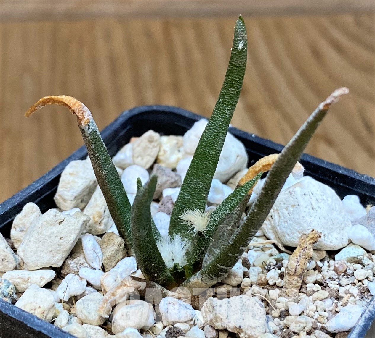 YAR33320 Ariocarpus agavoides PP 208 -Tula, Mexico-