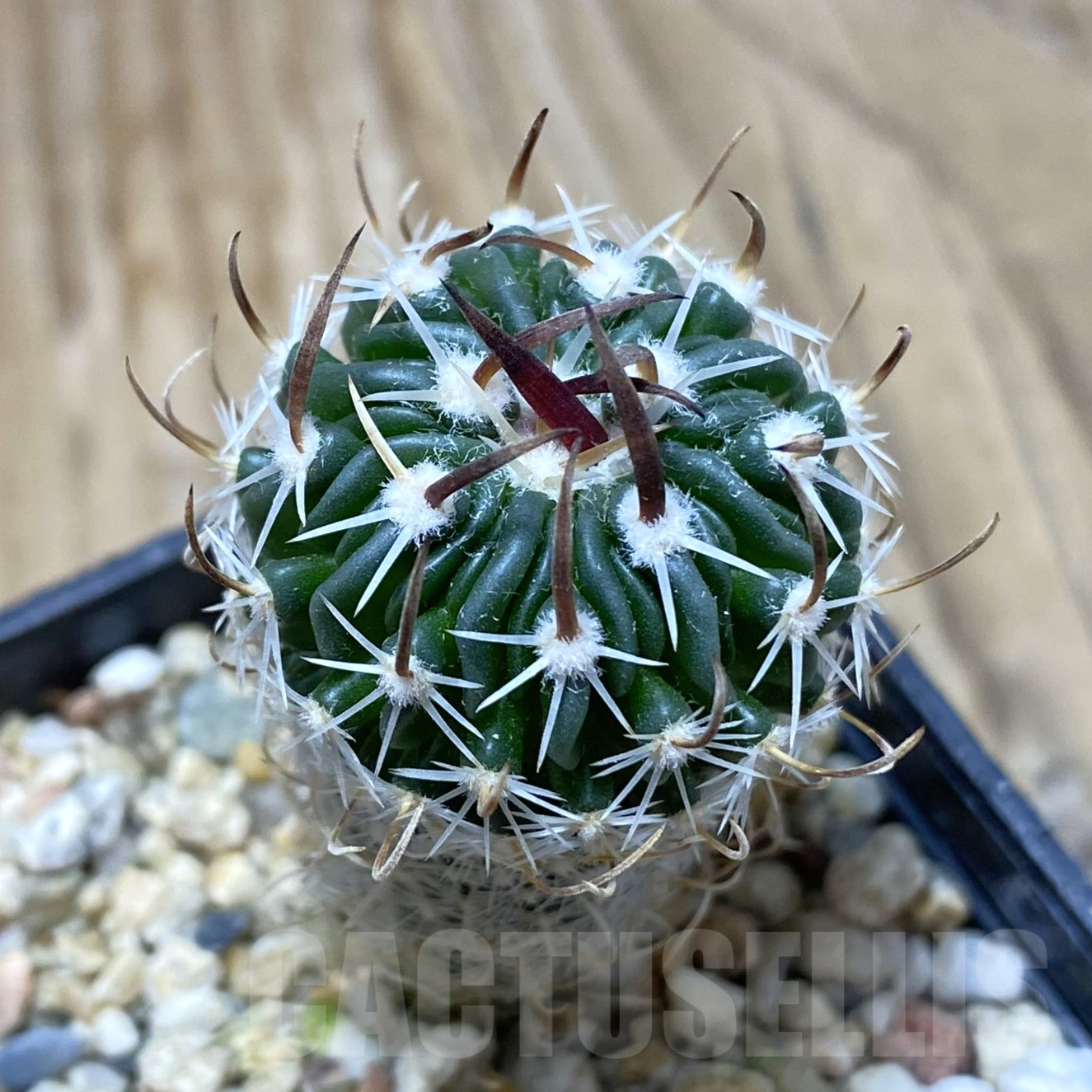 SH16201 Stenocactus phyllacanthus v. violaciflorus SB 438