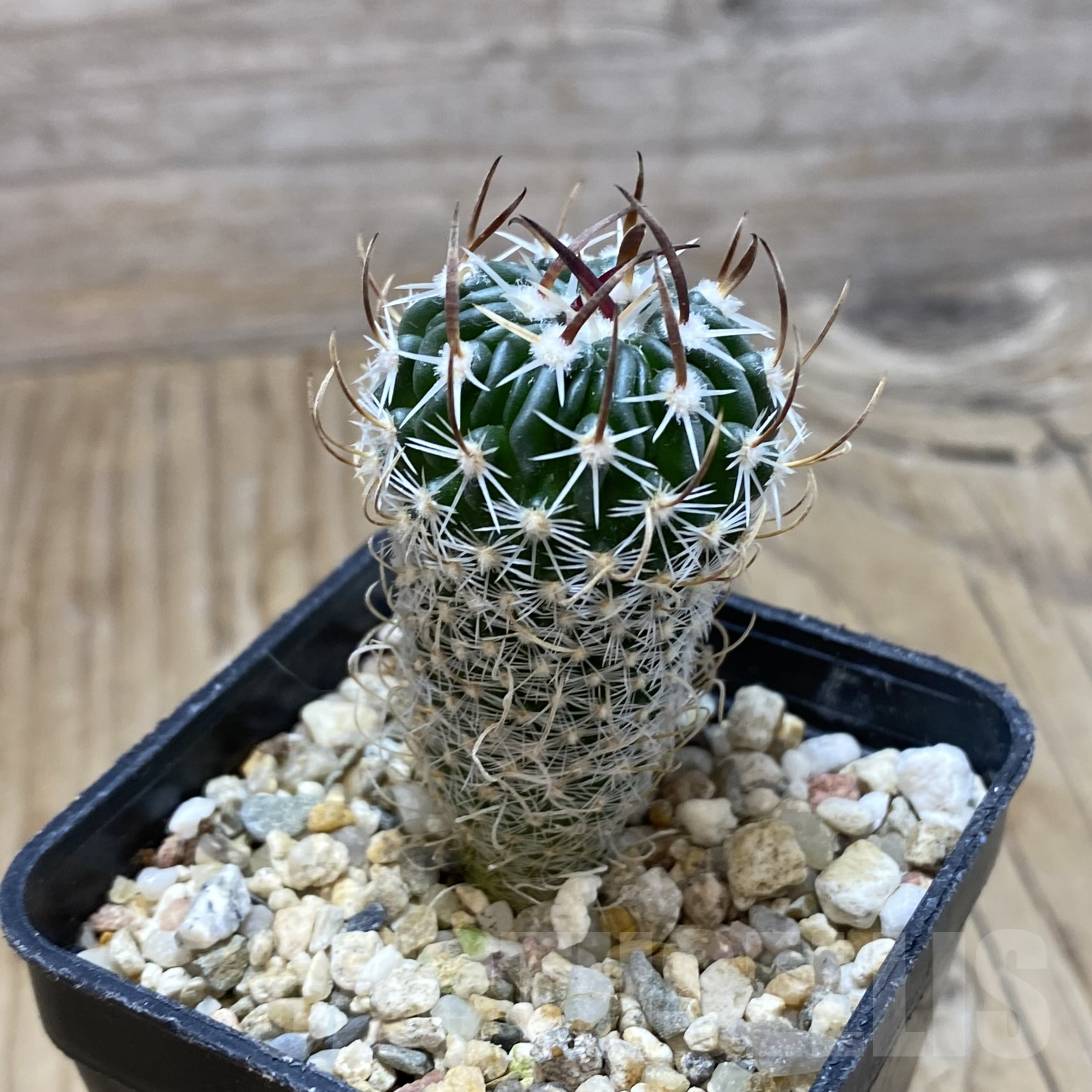 SH16201 Stenocactus phyllacanthus v. violaciflorus SB 438 - Image 2