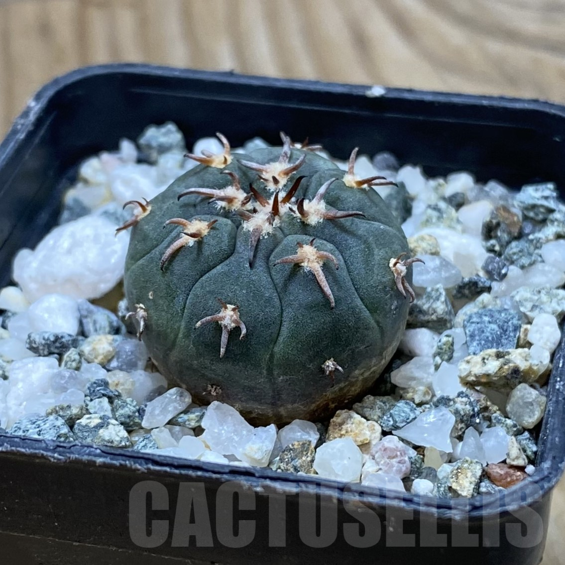 SH16210 Gymnocalycium spegazzinii v. unguispinum SL 443 - Image 2